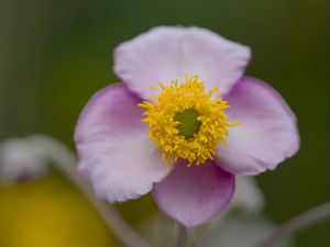 Preview wallpaper herbst-anemone, flower, petals, macro, plant