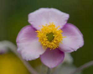 Preview wallpaper herbst-anemone, flower, petals, macro, plant