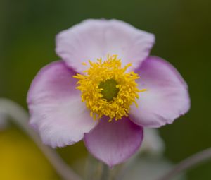Preview wallpaper herbst-anemone, flower, petals, macro, plant