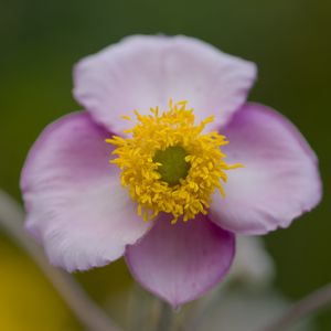 Preview wallpaper herbst-anemone, flower, petals, macro, plant