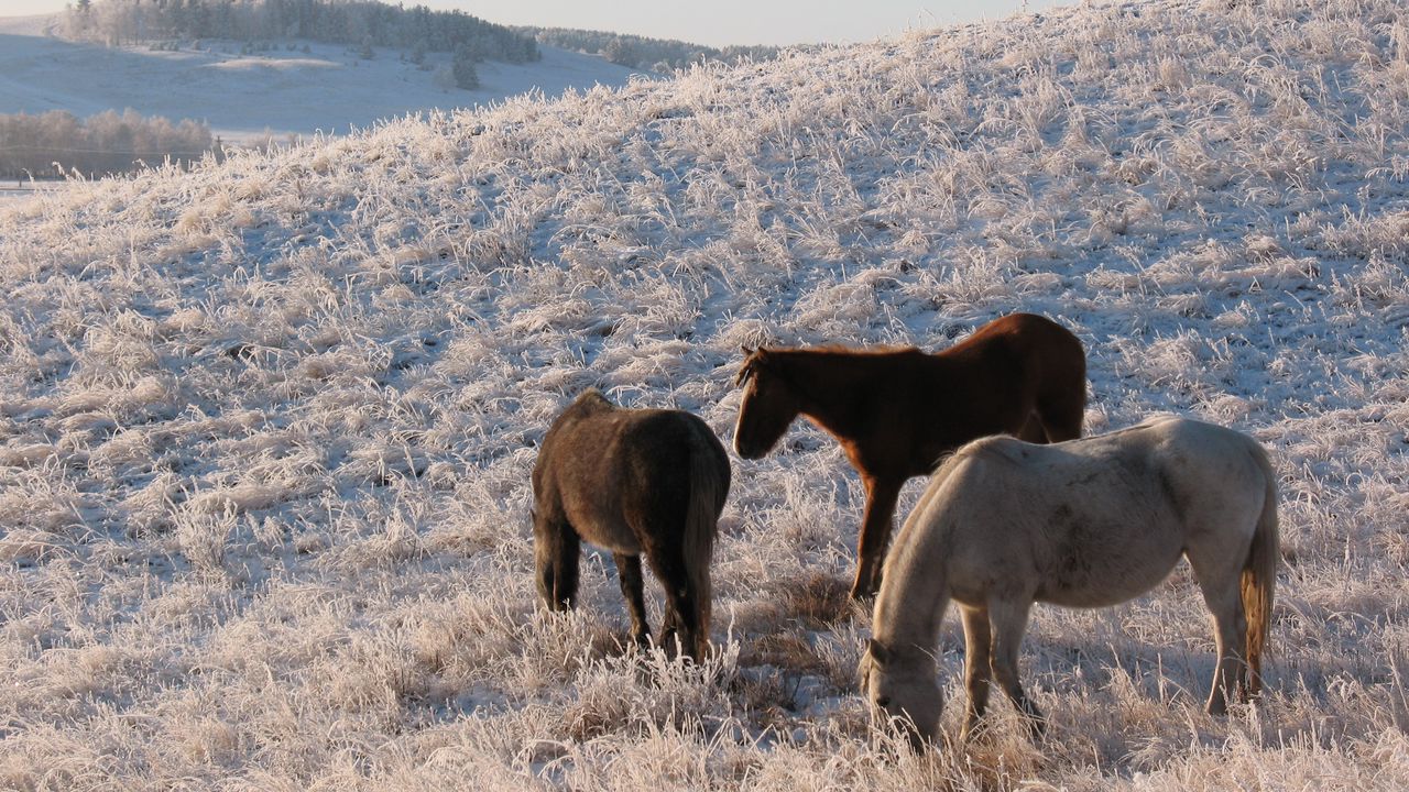 Wallpaper herd, horse, mare, winter, pasture, frost