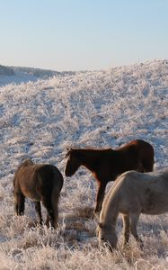 Preview wallpaper herd, horse, mare, winter, pasture, frost