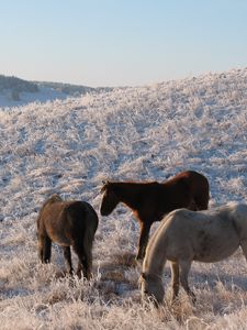 Preview wallpaper herd, horse, mare, winter, pasture, frost