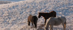 Preview wallpaper herd, horse, mare, winter, pasture, frost