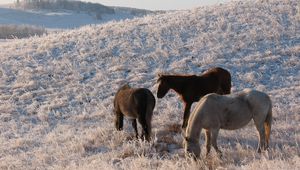 Preview wallpaper herd, horse, mare, winter, pasture, frost
