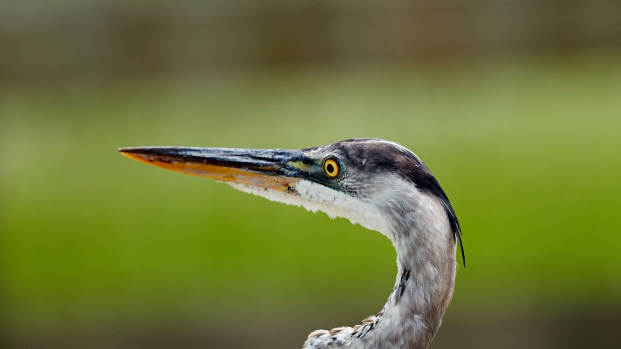 Wallpaper heron, beak, bird, blur