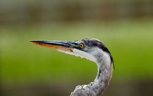 Preview wallpaper heron, beak, bird, blur