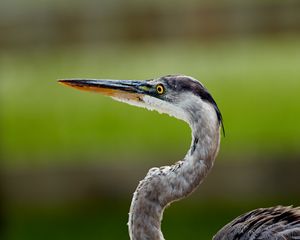 Preview wallpaper heron, beak, bird, blur