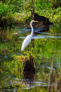 Preview wallpaper heron, bird, beak, pond, grass, wildlife