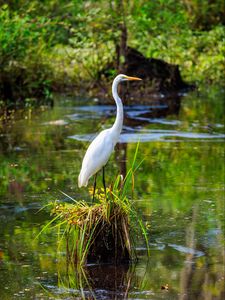 Preview wallpaper heron, bird, beak, pond, grass, wildlife