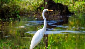 Preview wallpaper heron, bird, beak, pond, grass, wildlife