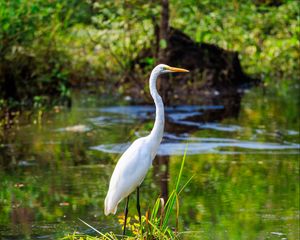 Preview wallpaper heron, bird, beak, pond, grass, wildlife