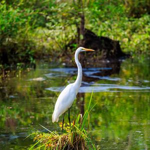 Preview wallpaper heron, bird, beak, pond, grass, wildlife