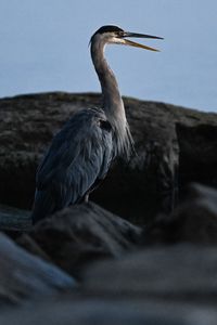 Preview wallpaper heron, bird, beak, feathers, stones