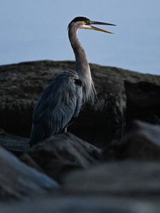 Preview wallpaper heron, bird, beak, feathers, stones