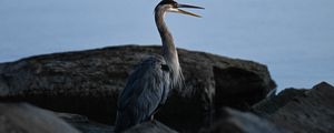 Preview wallpaper heron, bird, beak, feathers, stones