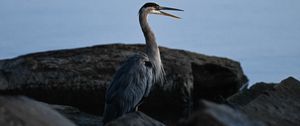 Preview wallpaper heron, bird, beak, feathers, stones