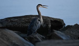 Preview wallpaper heron, bird, beak, feathers, stones