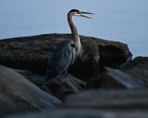 Preview wallpaper heron, bird, beak, feathers, stones