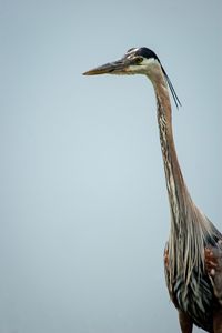 Preview wallpaper heron, bird, beak, feathers