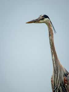 Preview wallpaper heron, bird, beak, feathers