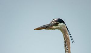 Preview wallpaper heron, bird, beak, feathers