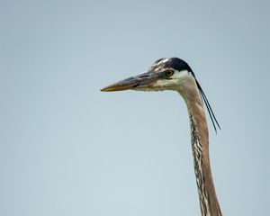 Preview wallpaper heron, bird, beak, feathers