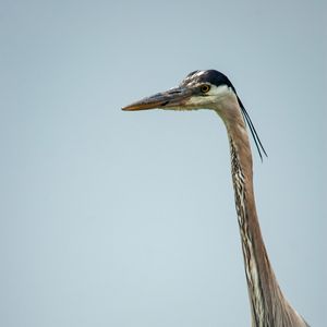 Preview wallpaper heron, bird, beak, feathers