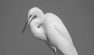 Preview wallpaper heron, bird, black and white