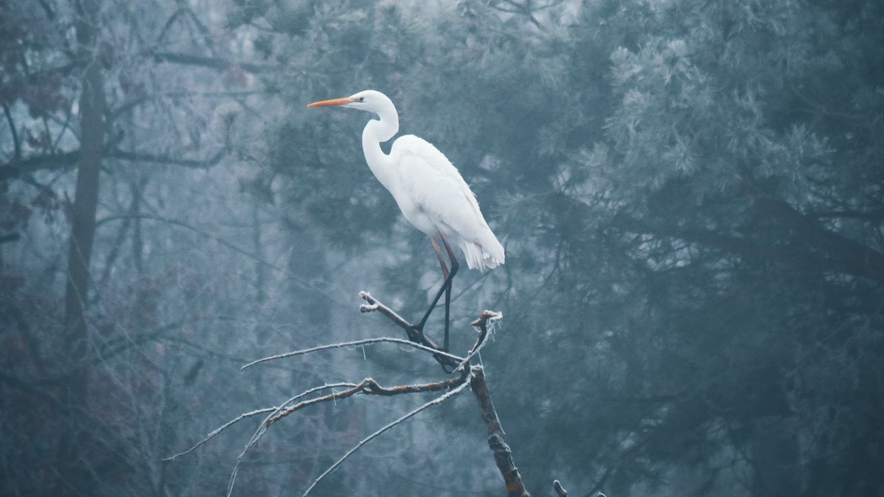 Wallpaper heron, bird, branch, fog