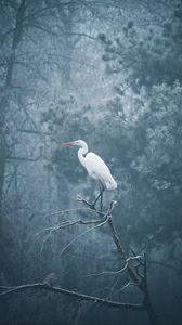 Preview wallpaper heron, bird, branch, fog