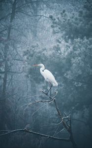 Preview wallpaper heron, bird, branch, fog