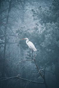 Preview wallpaper heron, bird, branch, fog