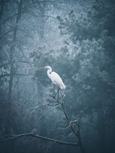 Preview wallpaper heron, bird, branch, fog