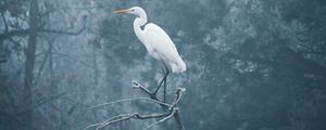 Preview wallpaper heron, bird, branch, fog