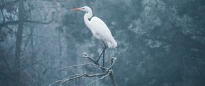 Preview wallpaper heron, bird, branch, fog