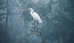 Preview wallpaper heron, bird, branch, fog