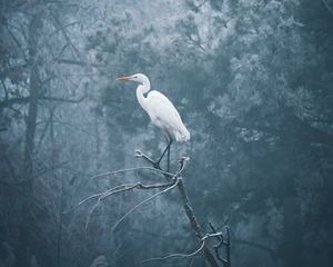 Preview wallpaper heron, bird, branch, fog