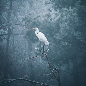 Preview wallpaper heron, bird, branch, fog