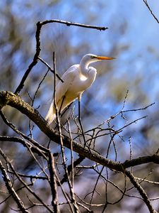 Preview wallpaper heron, bird, branches, wildlife, white