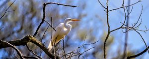 Preview wallpaper heron, bird, branches, wildlife, white