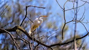 Preview wallpaper heron, bird, branches, wildlife, white