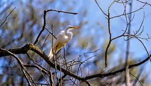 Preview wallpaper heron, bird, branches, wildlife, white