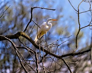 Preview wallpaper heron, bird, branches, wildlife, white