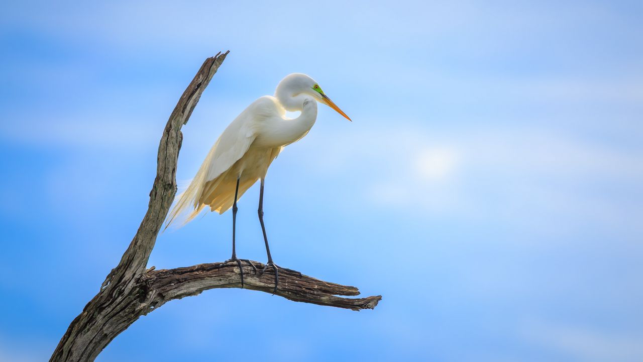 Wallpaper heron, bird, branches, clouds, sky, animal