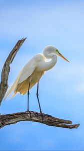 Preview wallpaper heron, bird, branches, clouds, sky, animal