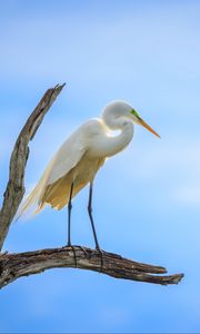 Preview wallpaper heron, bird, branches, clouds, sky, animal
