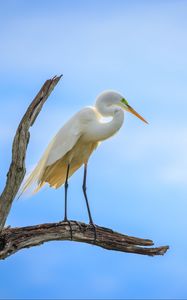 Preview wallpaper heron, bird, branches, clouds, sky, animal