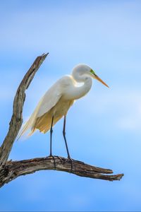 Preview wallpaper heron, bird, branches, clouds, sky, animal