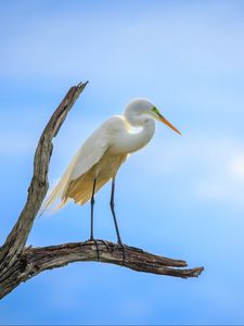 Preview wallpaper heron, bird, branches, clouds, sky, animal